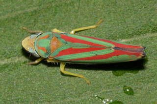 Graphocephala teliformis