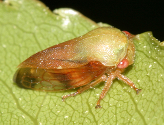 Ophiderma flava female