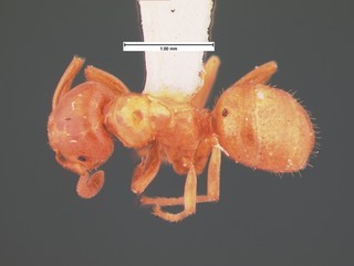 Acanthomyops subglaber, top, CASENT0105546