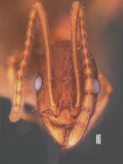 Aphaenogaster carolinensis, head, CASENT0105547