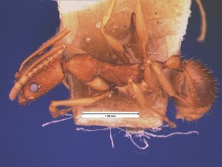 Aphaenogaster carolinensis, side, CASENT0105547