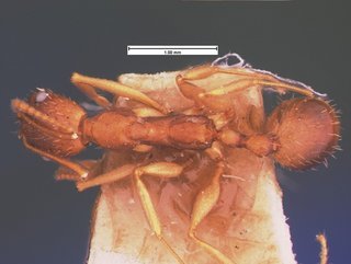 Aphaenogaster carolinensis, top, CASENT0105547