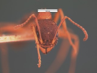 Aphaenogaster treatae wheeleri, head, CASENT0105544