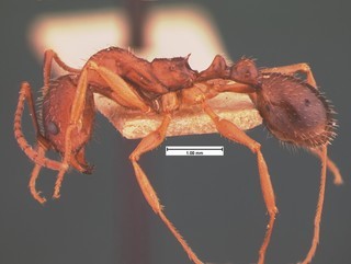 Aphaenogaster treatae wheeleri, side, CASENT0105544