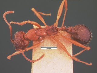 Aphaenogaster treatae wheeleri, top, CASENT0105544