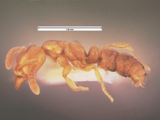 Hypoponera gleadowi, side, CASENT0105558