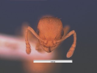 Leptothorax ambiguus, head, CASENT0105539