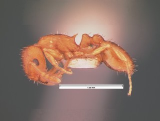 Leptothorax ambiguus, side, CASENT0105539