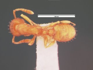 Leptothorax ambiguus, top, CASENT0105539