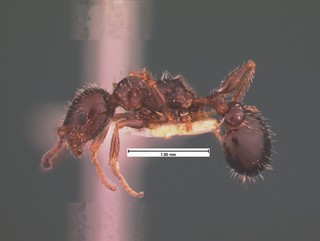 Leptothorax pergandei, side, CASENT0105541