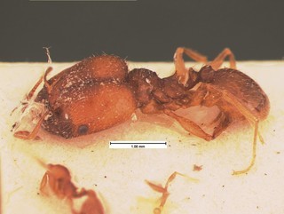 Pheidole pilifera neomexicana, side, CASENT0105562