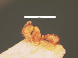 Solenopsis carolinensis, side, CASENT0105540