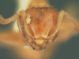 Acanthomyops plumopilosus, head, CASENT105575