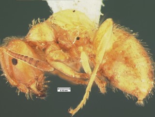 Acanthomyops plumopilosus, side, CASENT105575