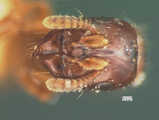 Acanthostichus texanus, queen head, CASENT105577