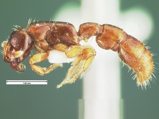 Acanthostichus texanus, side, CASENT105578