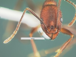 Aphaenogaster lamellidens, head, CASENT105570