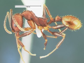 Aphaenogaster lamellidens, side, CASENT105570