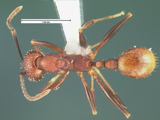 Aphaenogaster lamellidens, top, CASENT105570