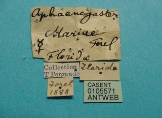Aphaenogaster mariae, CASENT105571 l