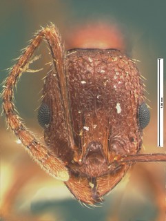 Aphaenogaster mariae, head, CASENT105571