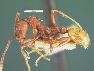 Aphaenogaster mariae, side, CASENT105571