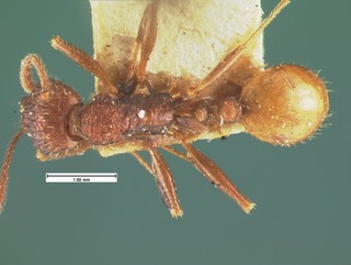 Aphaenogaster mariae, top, CASENT105571