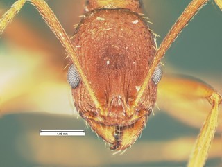Aphaenogaster miamiana, head, CASENT105579