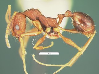 Aphaenogaster miamiana, side, CASENT105579