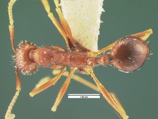 Aphaenogaster miamiana, top, CASENT105579
