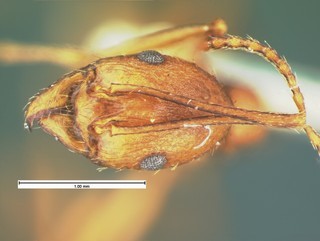 Aphaenogaster punctaticeps, head, CASENT105581
