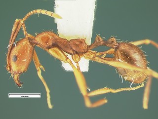 Aphaenogaster punctaticeps, side, CASENT105581