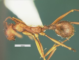 Aphaenogaster punctaticeps, top, CASENT105581