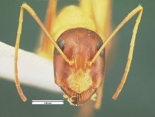 Camponotus acutirostris, head, CASENT105583