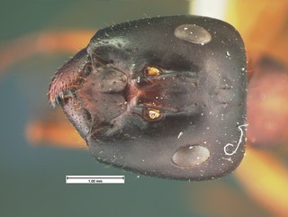 Camponotus acutirostris, major head, CASENT105582