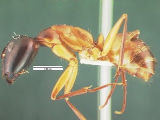 Camponotus acutirostris, major side, CASENT105582