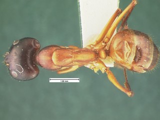Camponotus acutirostris, major top, CASENT105582