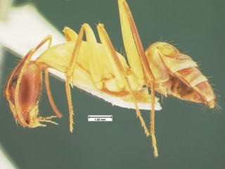 Camponotus acutirostris, side, CASENT105583
