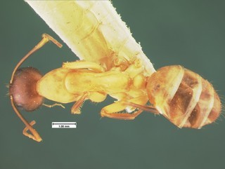 Camponotus acutirostris, top, CASENT105583
