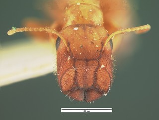 Camponotus etiolatus, head, CASENT105584