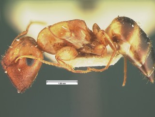 Camponotus etiolatus, side, CASENT105584