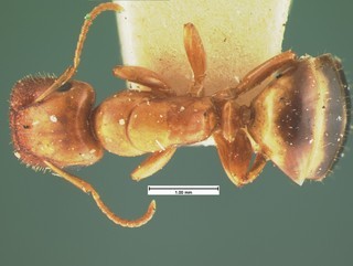 Camponotus etiolatus, top, CASENT105584