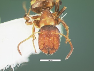 Camponotus obliquus, head, CASENT0105585