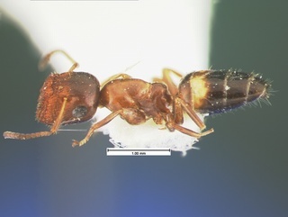 Camponotus obliquus, side, CASENT0105585
