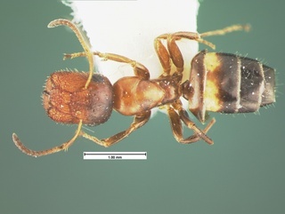 Camponotus obliquus, top, CASENT0105585