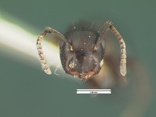 Camponotus papago, head, CASENT0105586