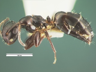 Camponotus papago, side, CASENT0105586