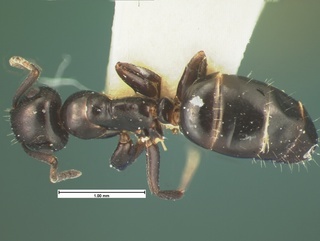 Camponotus papago, top, CASENT0105586