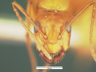 Camponotus schaefferi, head, CASENT0105589