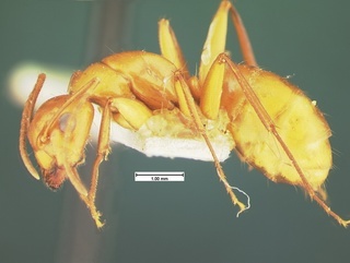 Camponotus schaefferi, side, CASENT0105589